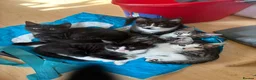 Domestic Shorthair cats for sale: READY TO GO‼️ 5 kittens! - Advert 16