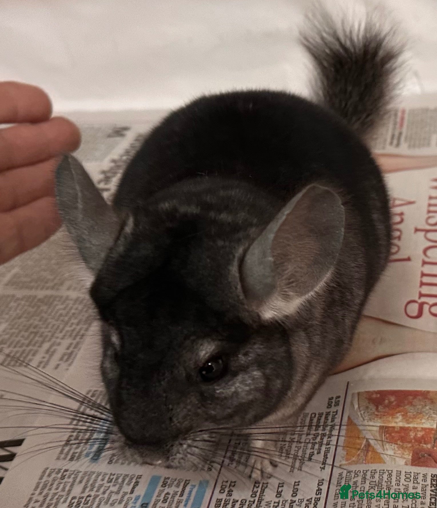 Chinchilla rodents Bobby, lovely Standard boy - Advert 7