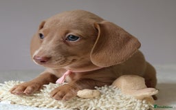 Miniature Dachshund dogs for sale: 🌟5StarsLicense+Holistic+KC+VetCheck+PRAClear - Image 11