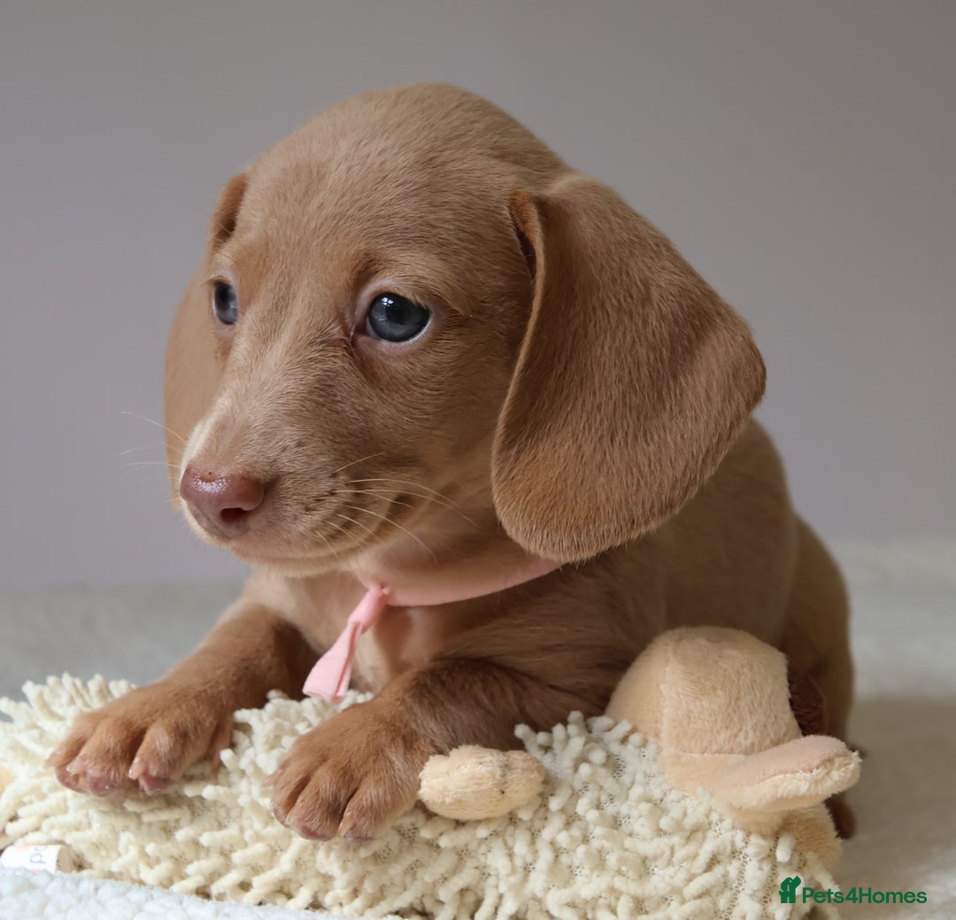 Miniature Dachshund dogs for sale: 🌟5StarsLicense+Holistic+KC+VetCheck+PRAClear - Image 11
