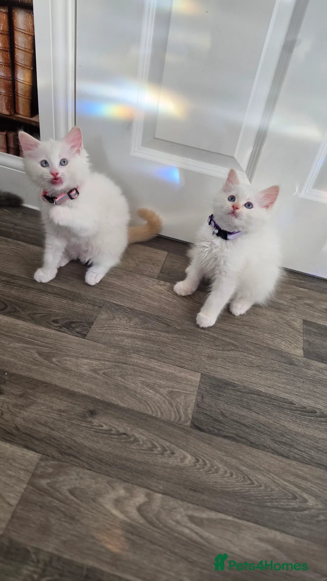 Ragdoll cats for sale: Cute Kittens ready for thier new home - Advert 12