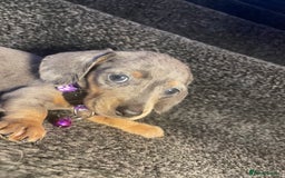 Dachshund dogs for sale: 5 beautiful miniature short haired dachshunds - Image 15