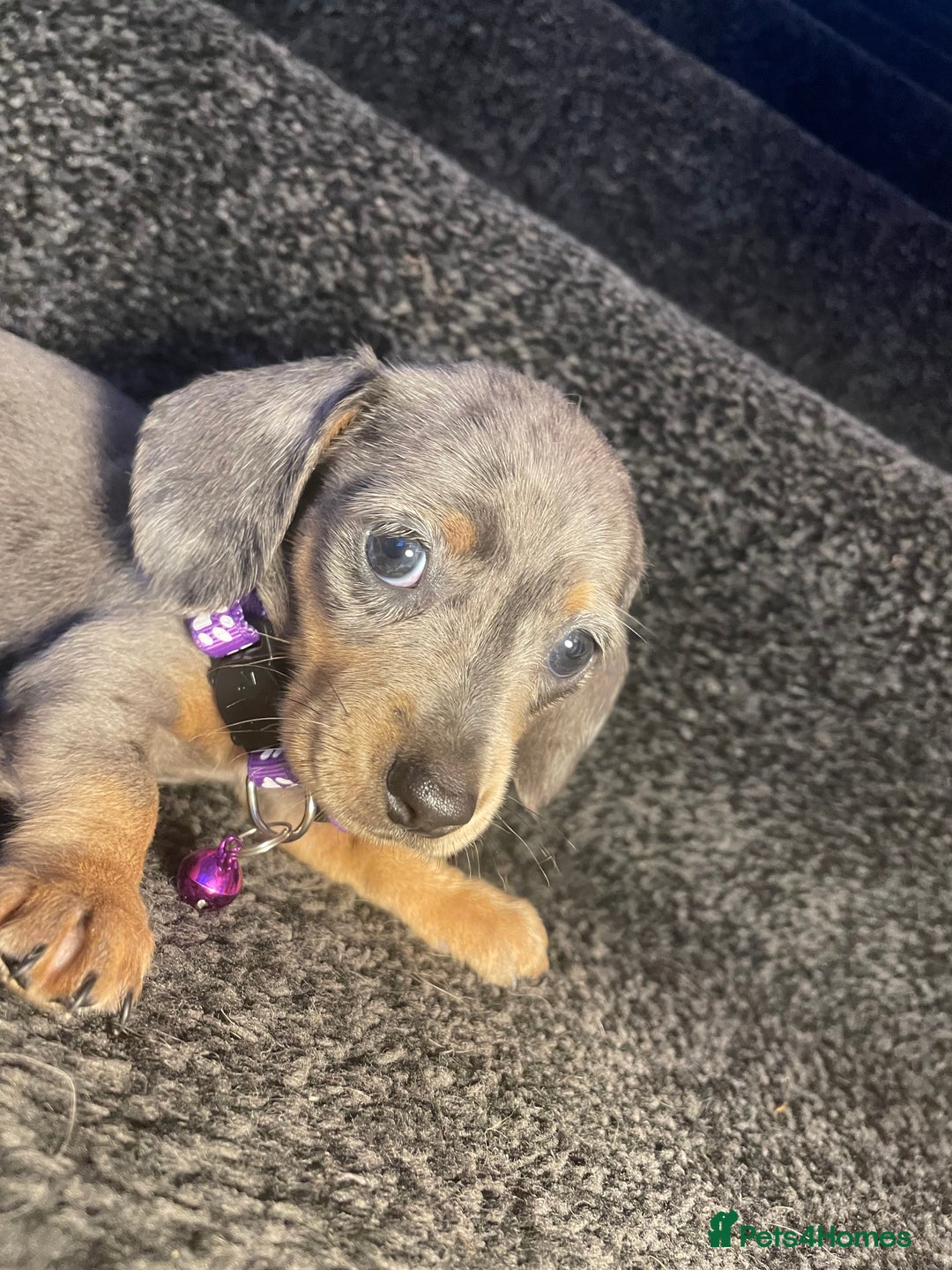 Dachshund dogs for sale: 5 beautiful miniature short haired dachshunds - Image 15