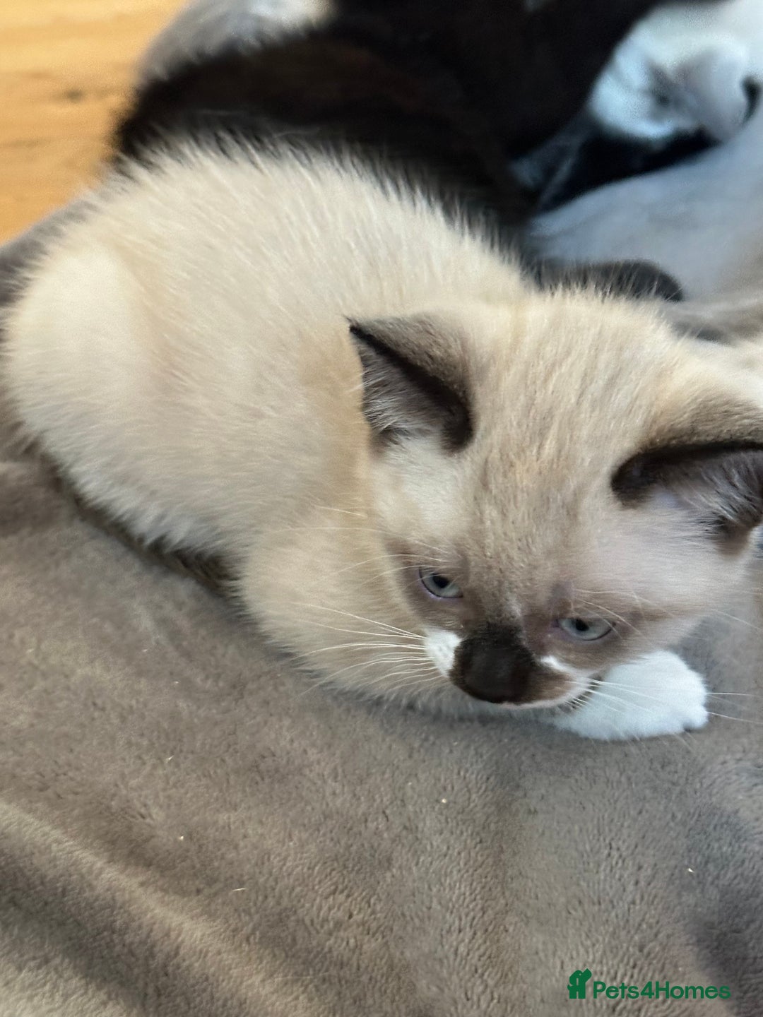 Ragdoll cats for sale: Ragdoll mix - Advert 2