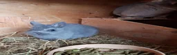 Netherland Dwarf rabbits for sale: Netherland Dwarfs - Advert 6