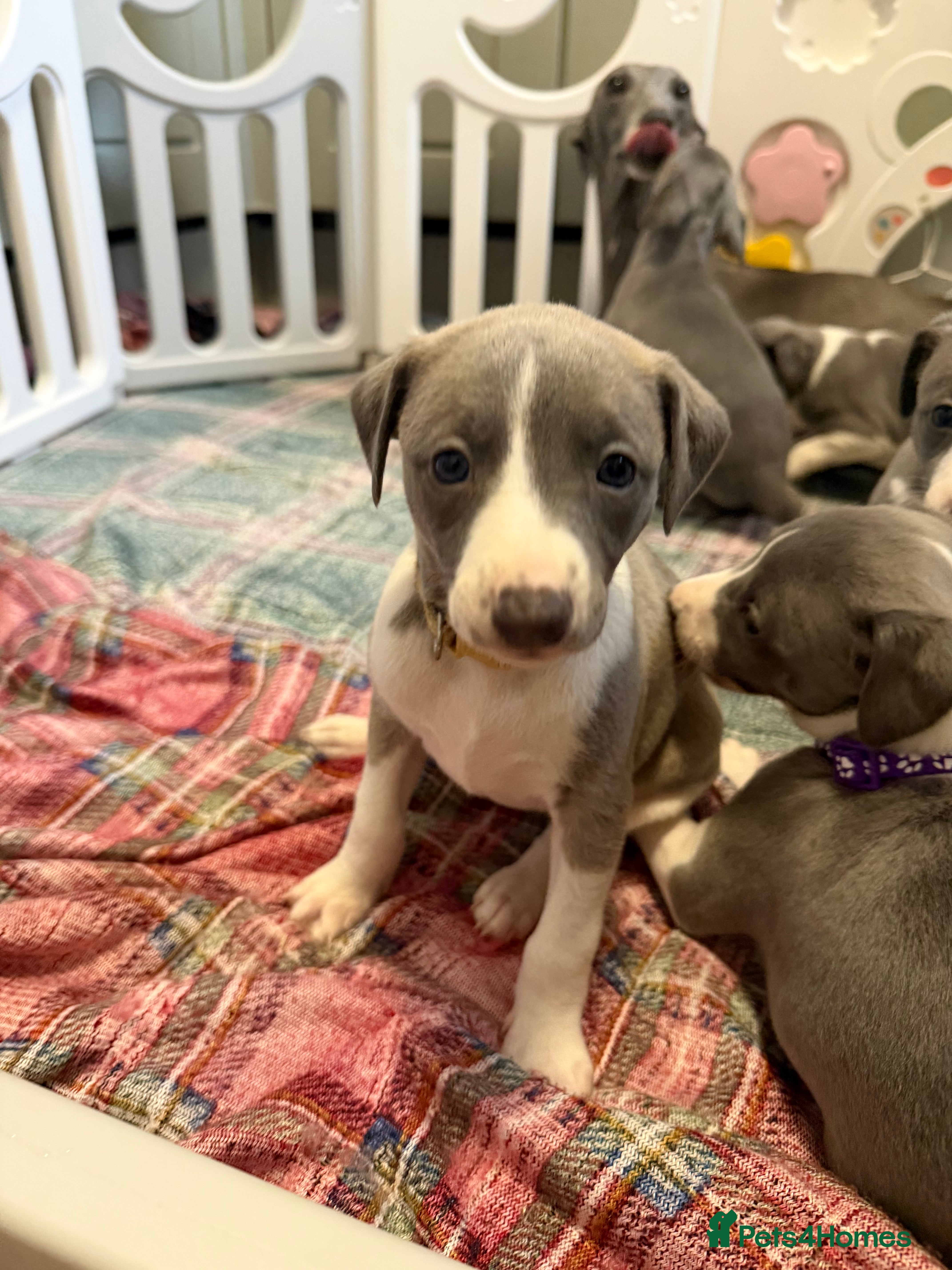 Whippet dogs Whippet pups ready to go  - Advert 4