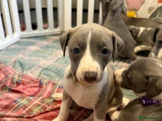 Whippet dogs Whippet pups ready to go - Advert 2