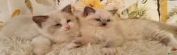 Ragdoll cats for sale: 💕BEAUTIFUL TICA REGISTERED RAGDOLLS KITTENS 💕 - Advert 20