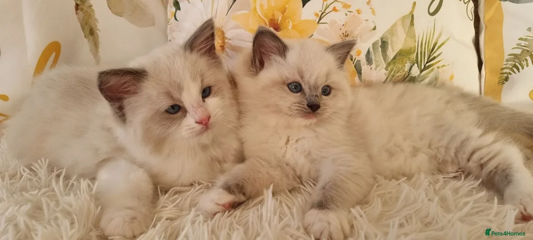 Ragdoll cats for sale: 💕BEAUTIFUL TICA REGISTERED RAGDOLLS KITTENS 💕 - Advert 20