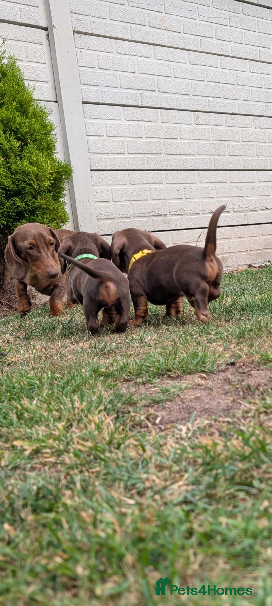 Miniature Dachshund dogs for sale: Smooth haired miniature dachshund  - Image 2