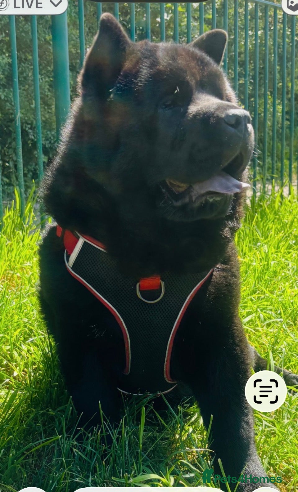 Chow Chow dogs 8 month old male smooth coat chow chow  - Advert 13