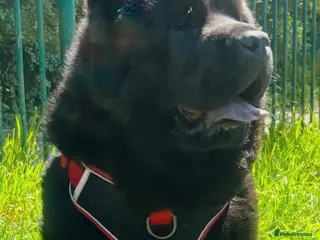 Chow Chow dogs 8 month old male smooth coat chow chow - Advert 2