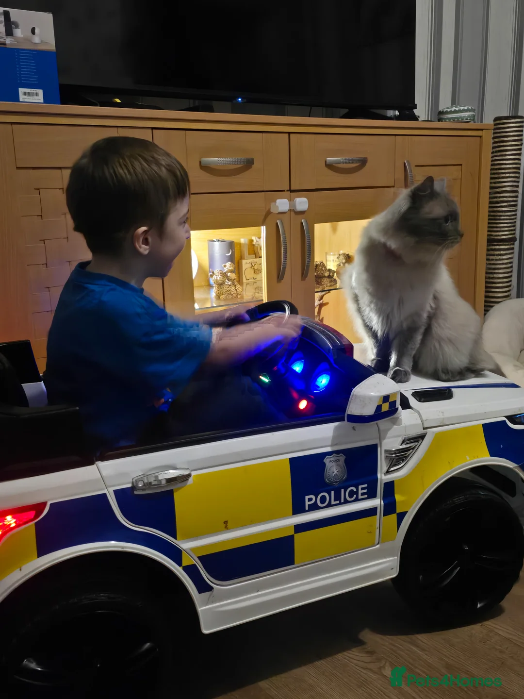 Ragdoll cats for sale: 2 female Ragdolls - Advert 21