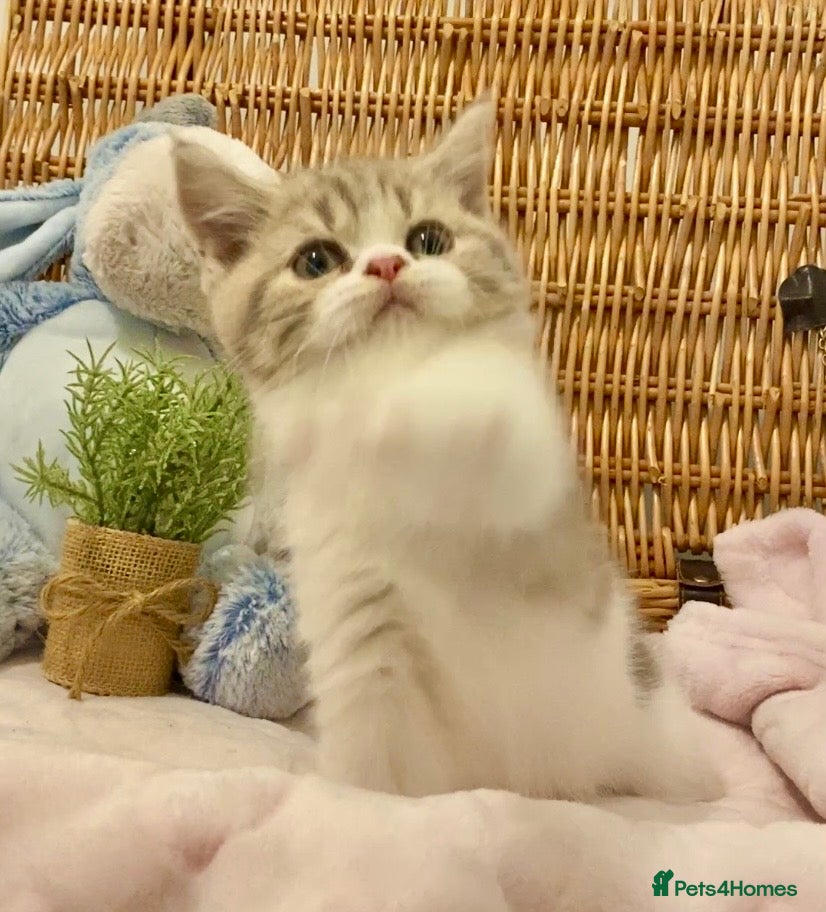 Scottish Fold cats TICA REG CHAMPION LINE FAWN BICOLOUR  GIRL 🧸 - Advert 1