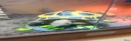 Tortoise reptiles for sale: Horsefield tortoise - Advert 3