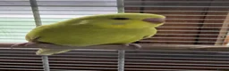 Budgerigars birds for sale: Gorgeous Baby Budgies - Advert 3
