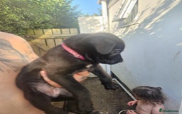 Mixed Breed dogs for sale: Light Green - Puppies for sale  - Image 19