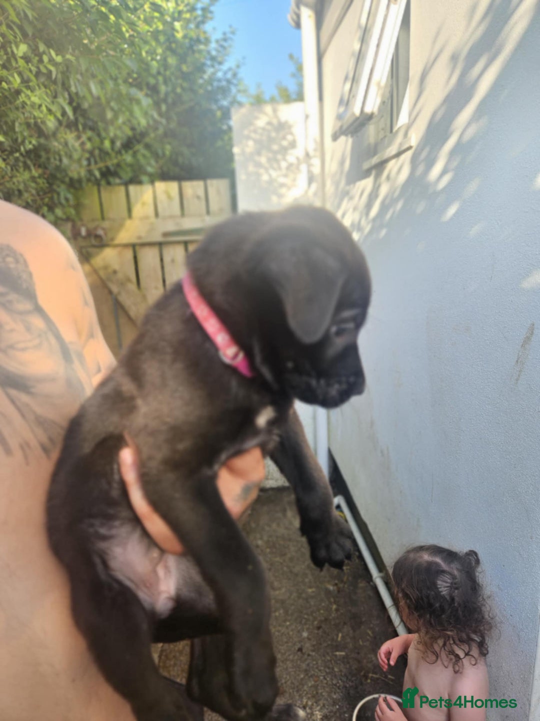 Mixed Breed dogs for sale: Light Green - Puppies for sale  - Image 19