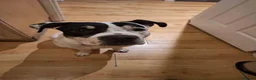 Staffordshire Bull Terrier dogs for adoption: Meet Poppy, currently residing in Kent in Chertsey - Advert 3