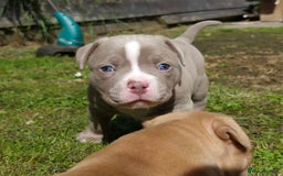 American Bully dogs for sale: 3 female pocket bully's available  - Image 5
