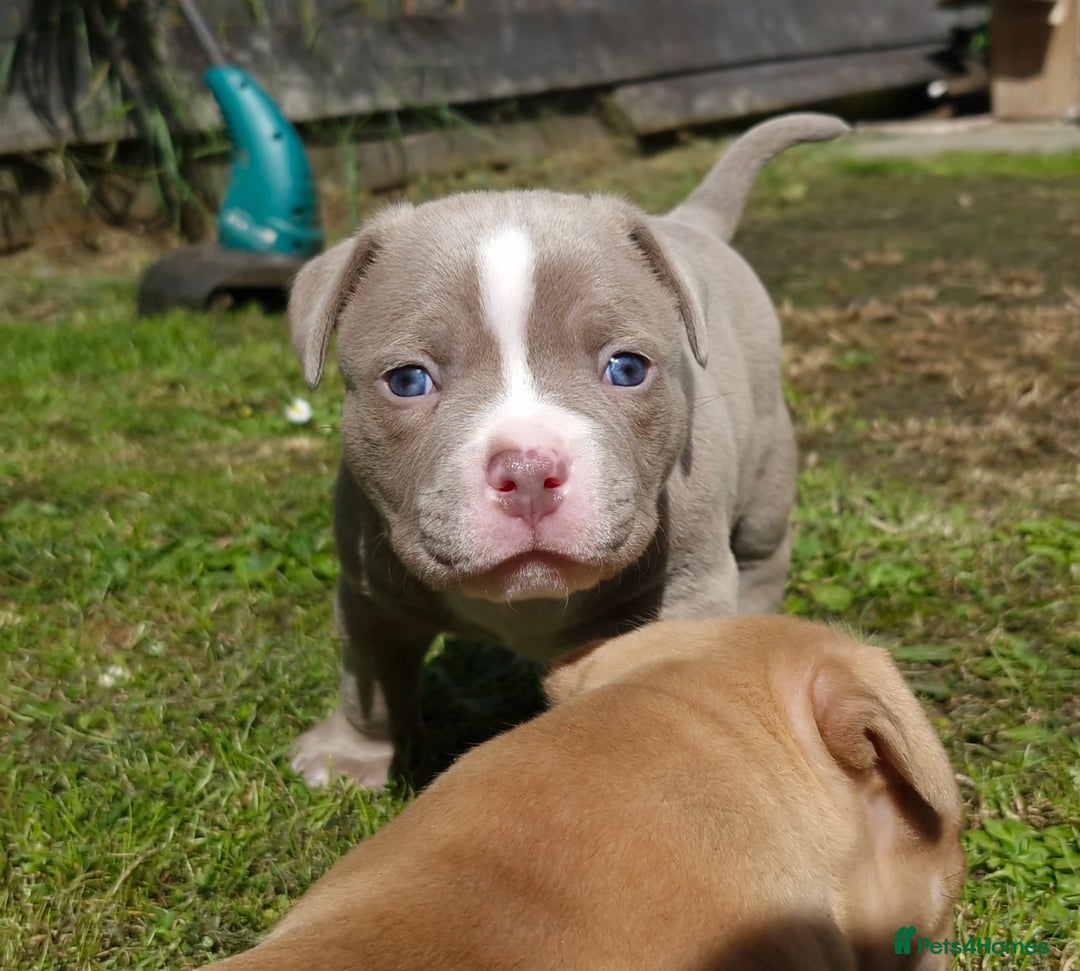 American Bully dogs for sale: 3 female pocket bully's available  - Image 5