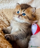 Scottish Fold cats - Advert 3