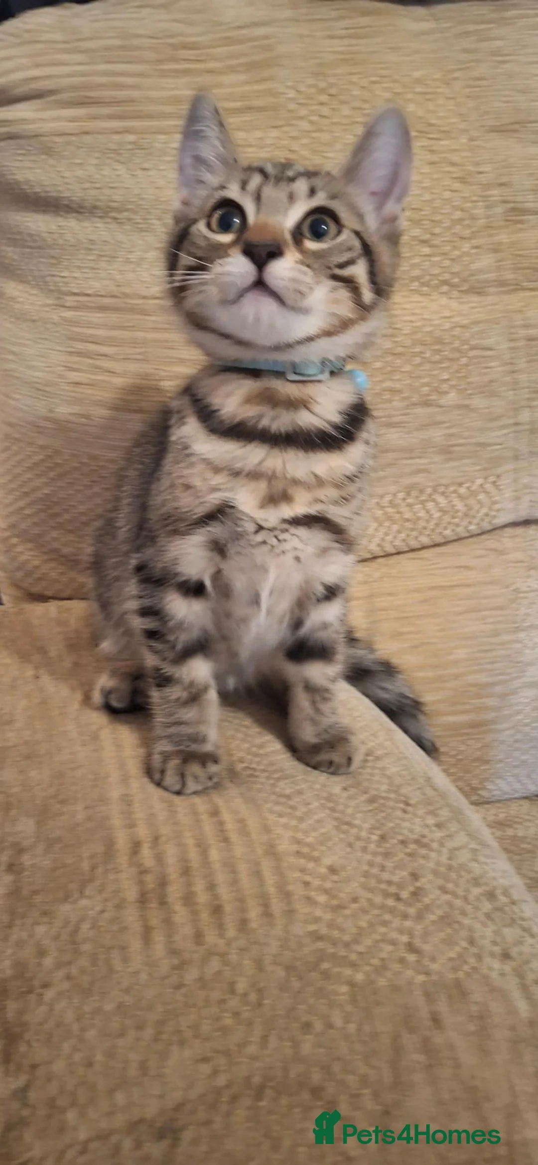 Mixed Breed cats for sale: Part Bengal Kittens - Advert 7