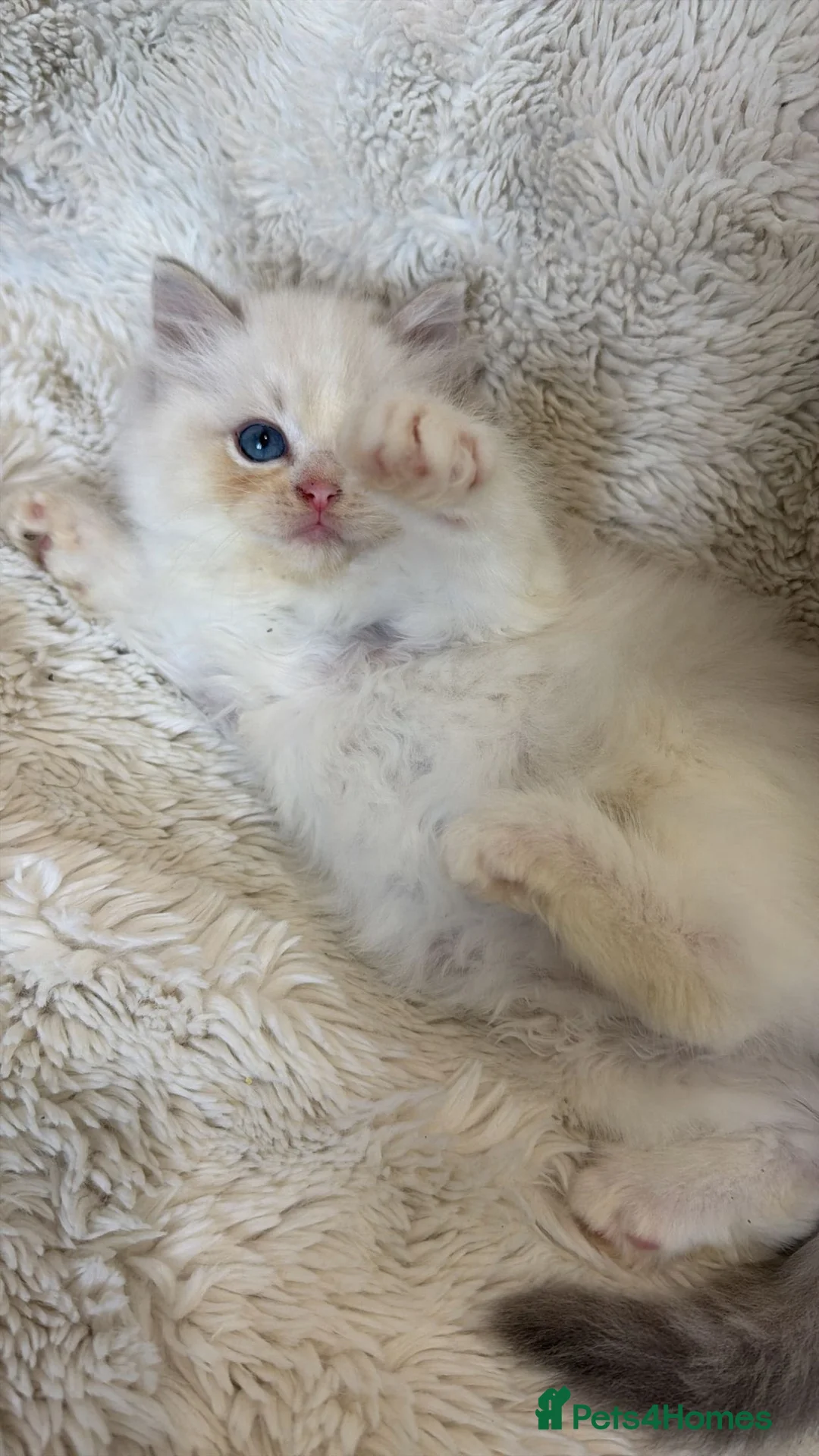 Ragdoll cats for sale: Blue Bi colour European Ragdolls 🩵🩵 - Advert 2