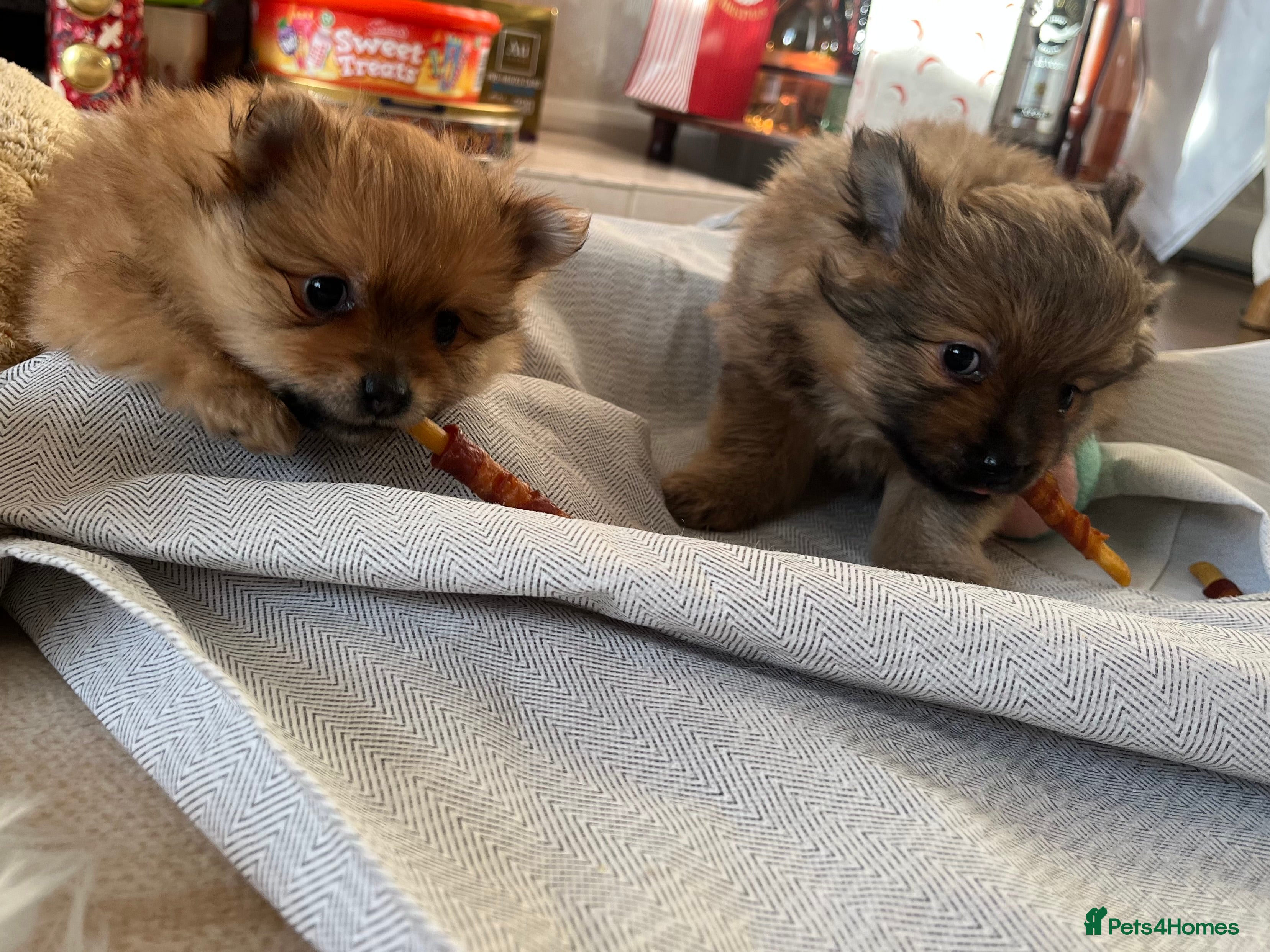 Pomeranian dogs Pomeranian pups - Advert 11