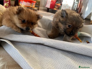 Pomeranian dogs Pomeranian pups - Advert 1