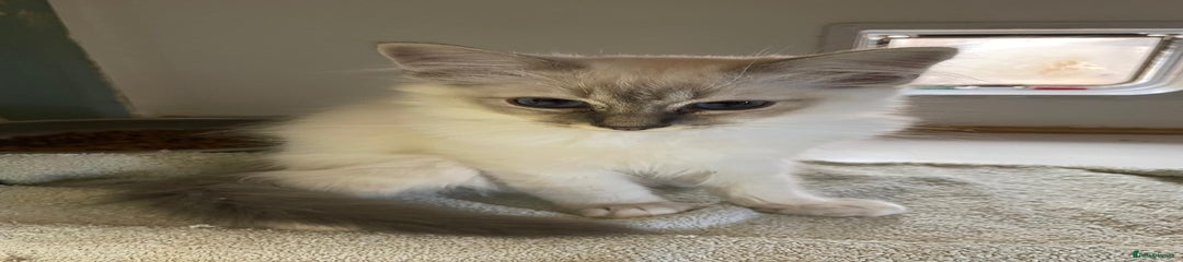 Birman Kitten 1