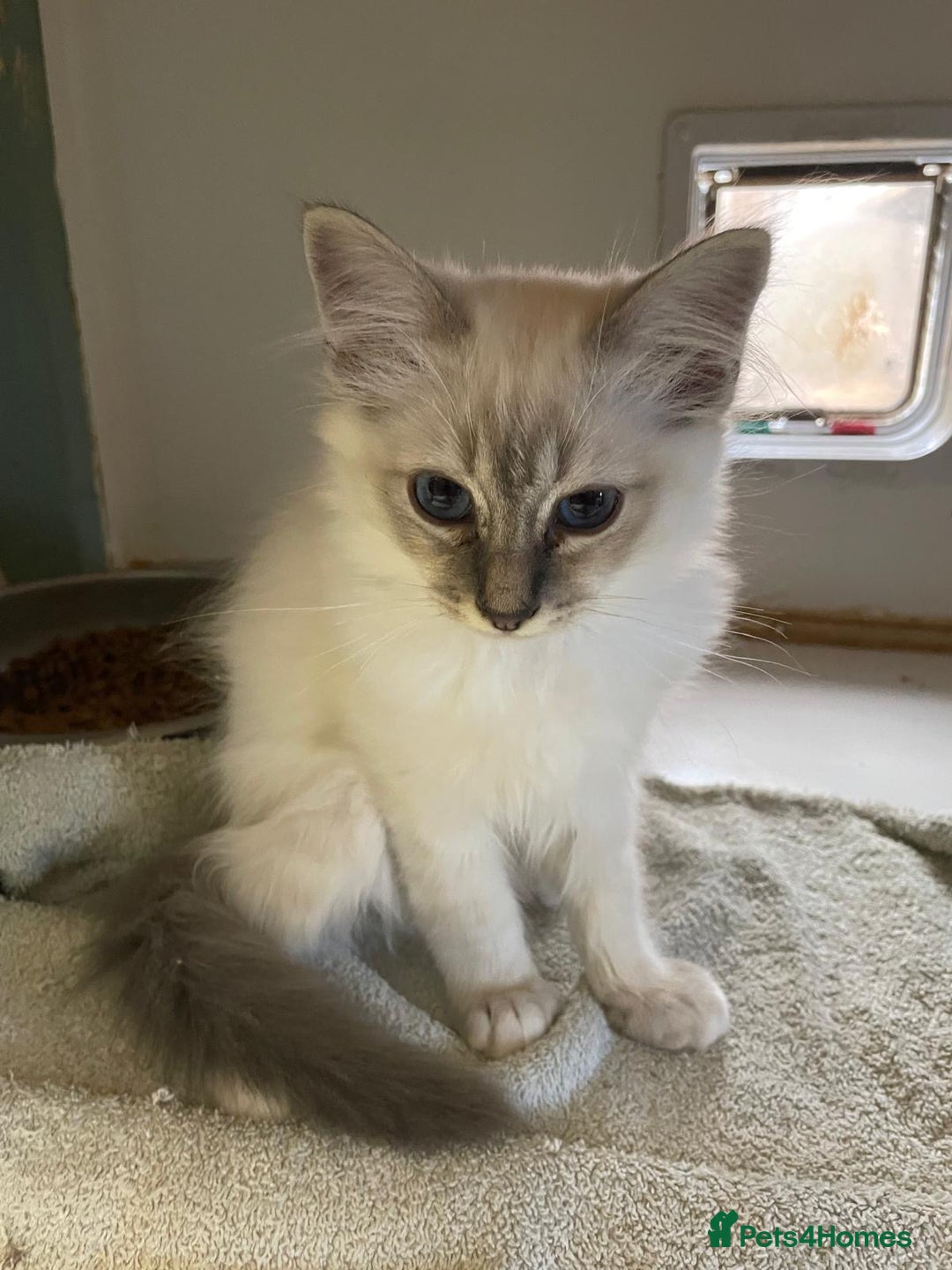 Birman cats for sale: Registered Rare Birman Kittens! - Image 3