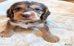 Cocker Spaniel dogs for sale: Beautiful cocker spaniel pups  - Image 18