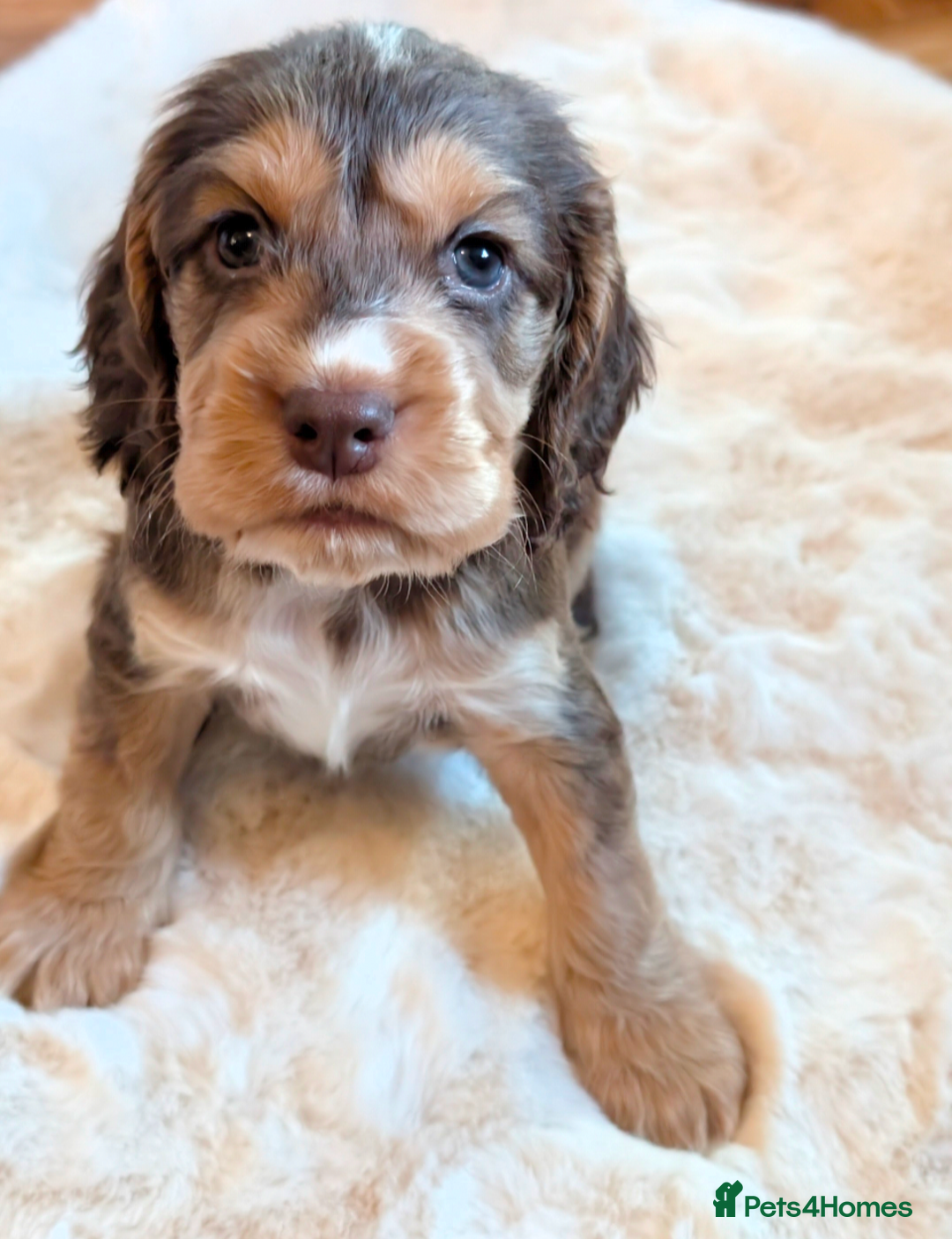 Cocker Spaniel dogs for sale: Beautiful cocker spaniel pups  - Image 18