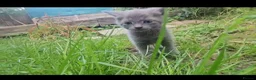 Mixed Breed cats for sale: 5 beautiful kittens  - Advert 4
