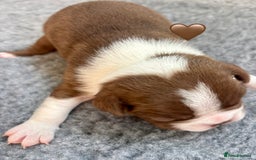 Boston Terrier dogs for sale: Beautiful Boston Terrier Puppies  - Image 23