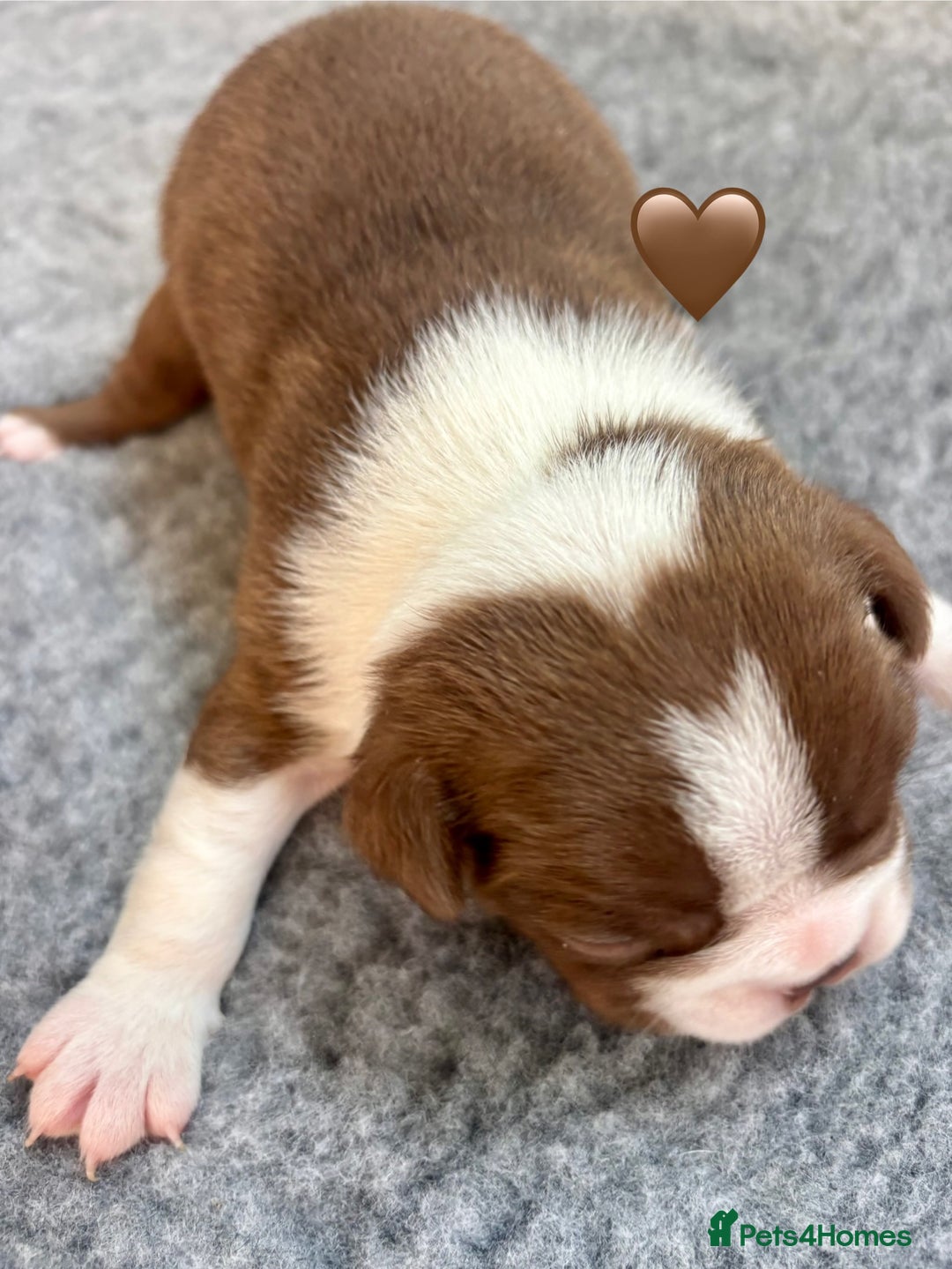 Boston Terrier dogs for sale: Beautiful Boston Terrier Puppies  - Image 23