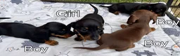 Miniature Dachshund dogs for sale: 4 Miniature Dachshund Puppies in Wellingborough - Advert 5