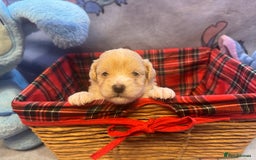 Maltipoo dogs for sale: Fluffballs of Joy 🐾💛 ready to melt your heart! - Image 4