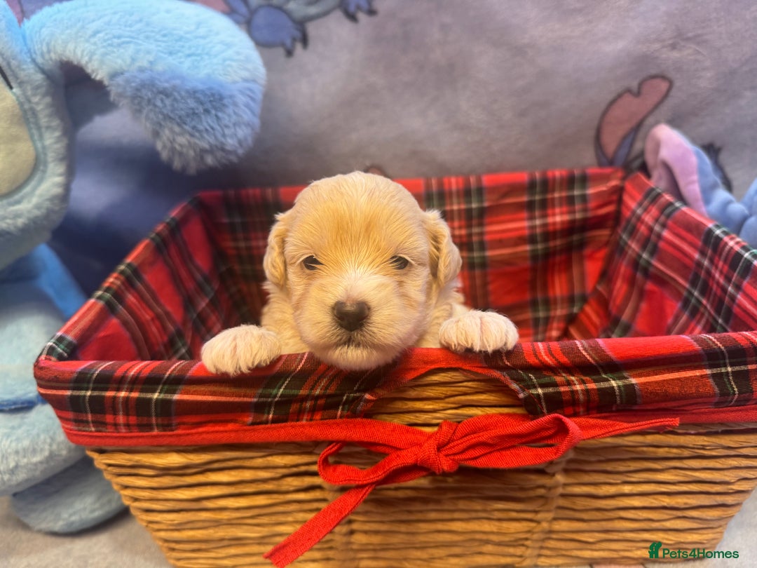 Maltipoo dogs for sale: Fluffballs of Joy 🐾💛 ready to melt your heart! - Image 4