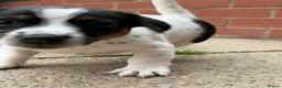 Jack Russell dogs for sale: 3 beautiful Jack Russell girls - Advert 15