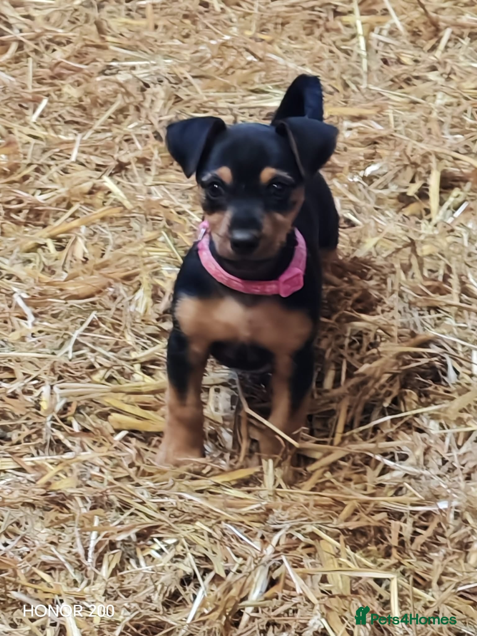 Mixed Breed dogs Jackpins - Advert 2
