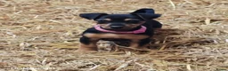 Mixed Breed dogs for sale: Jackpins - Advert 5