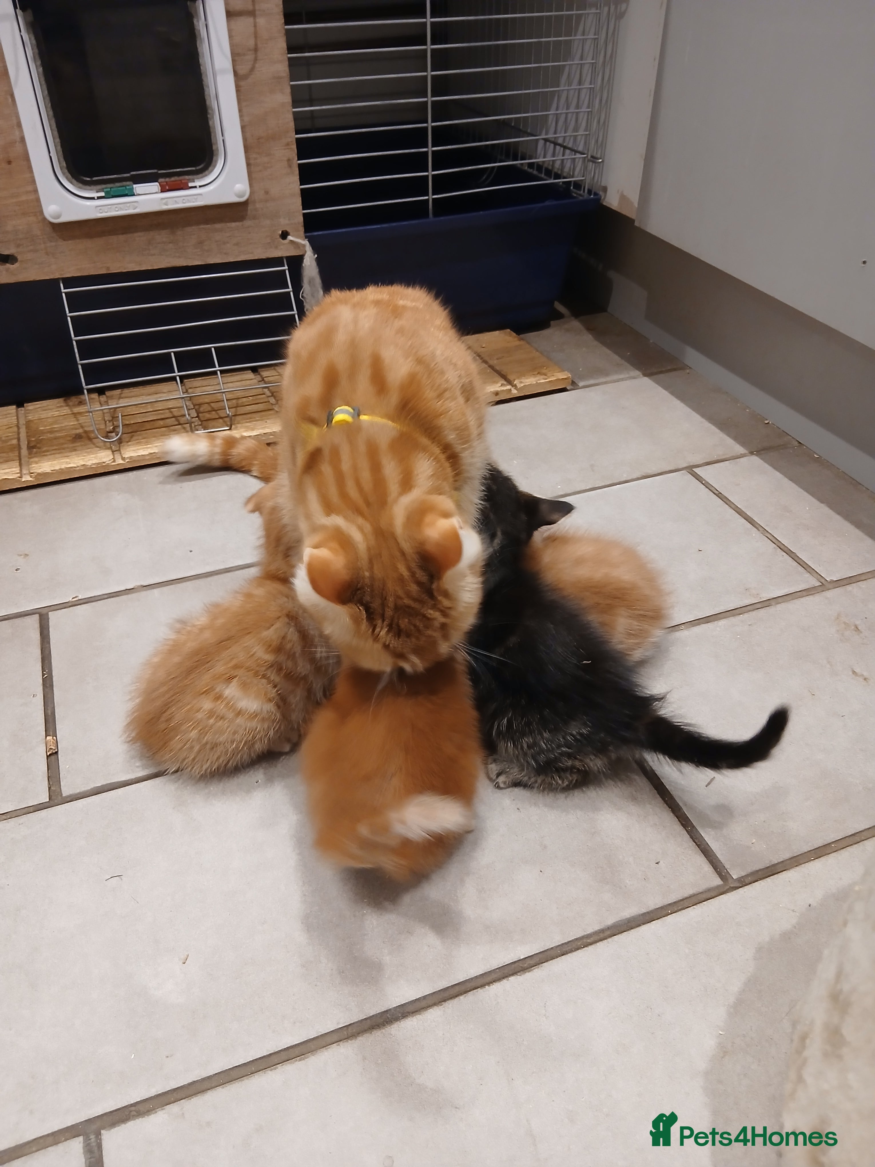 Mixed Breed cats 4 adorable kittens looking for new homes - Advert 1