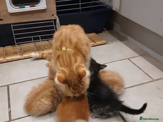 Mixed Breed cats 4 adorable kittens looking for new homes - Advert 1