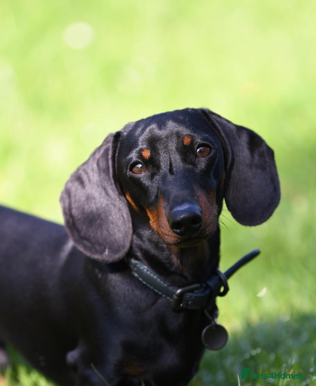 Miniature Dachshund dogs for sale: ✨Quality Miniature Dachshunds✨ - Image 5