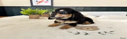 Miniature Dachshund dogs for sale: (3left, ready) Long haired miniature Dachshund  - Advert 7