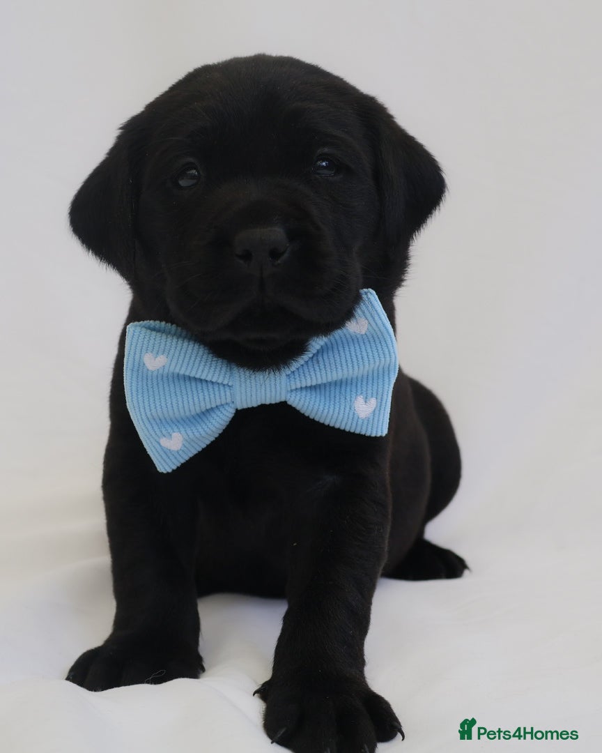 Labrador Retriever dogs KC Labrador Puppies - Licensed Breeder  - Advert 2