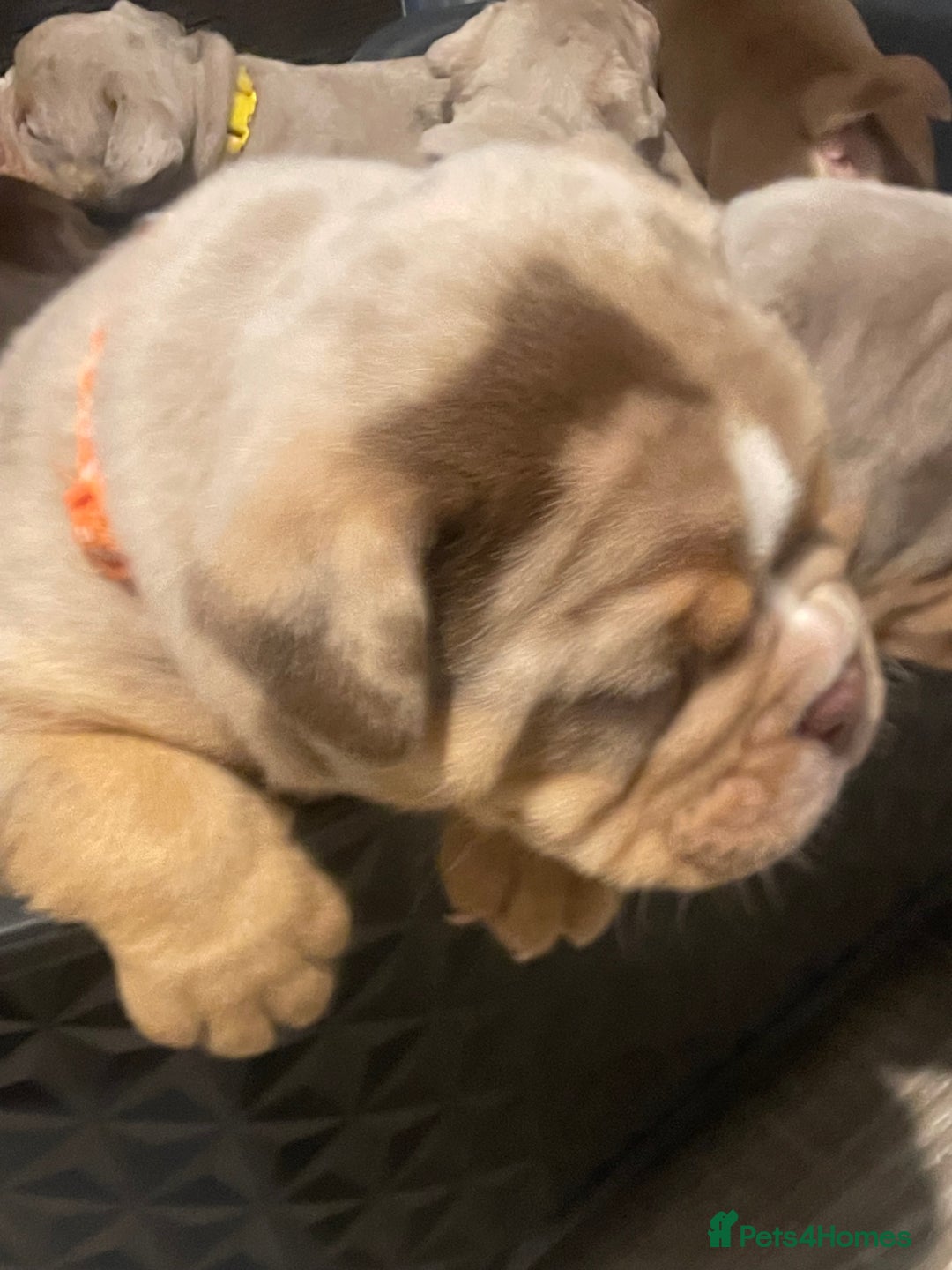 Olde English Bulldogge dogs for sale: Olde English Bulldogs - Advert 21