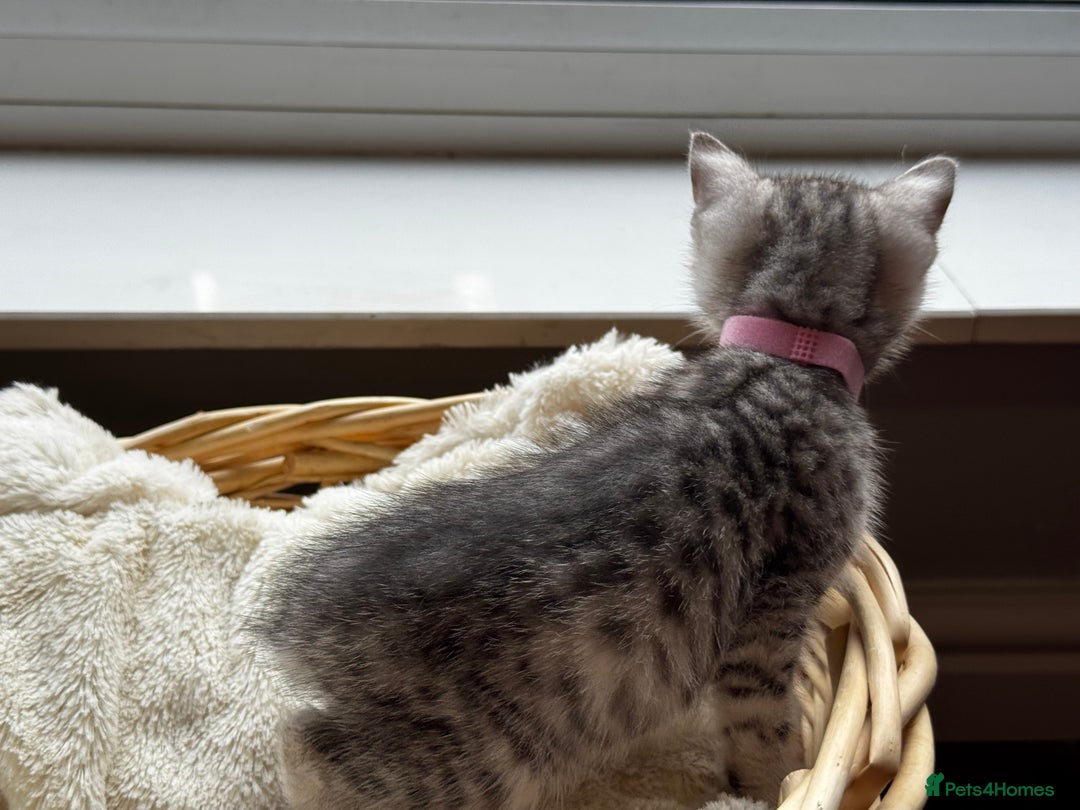 British Shorthair cats for sale: Gorgeous British Shorthair Kittens   - Image 9